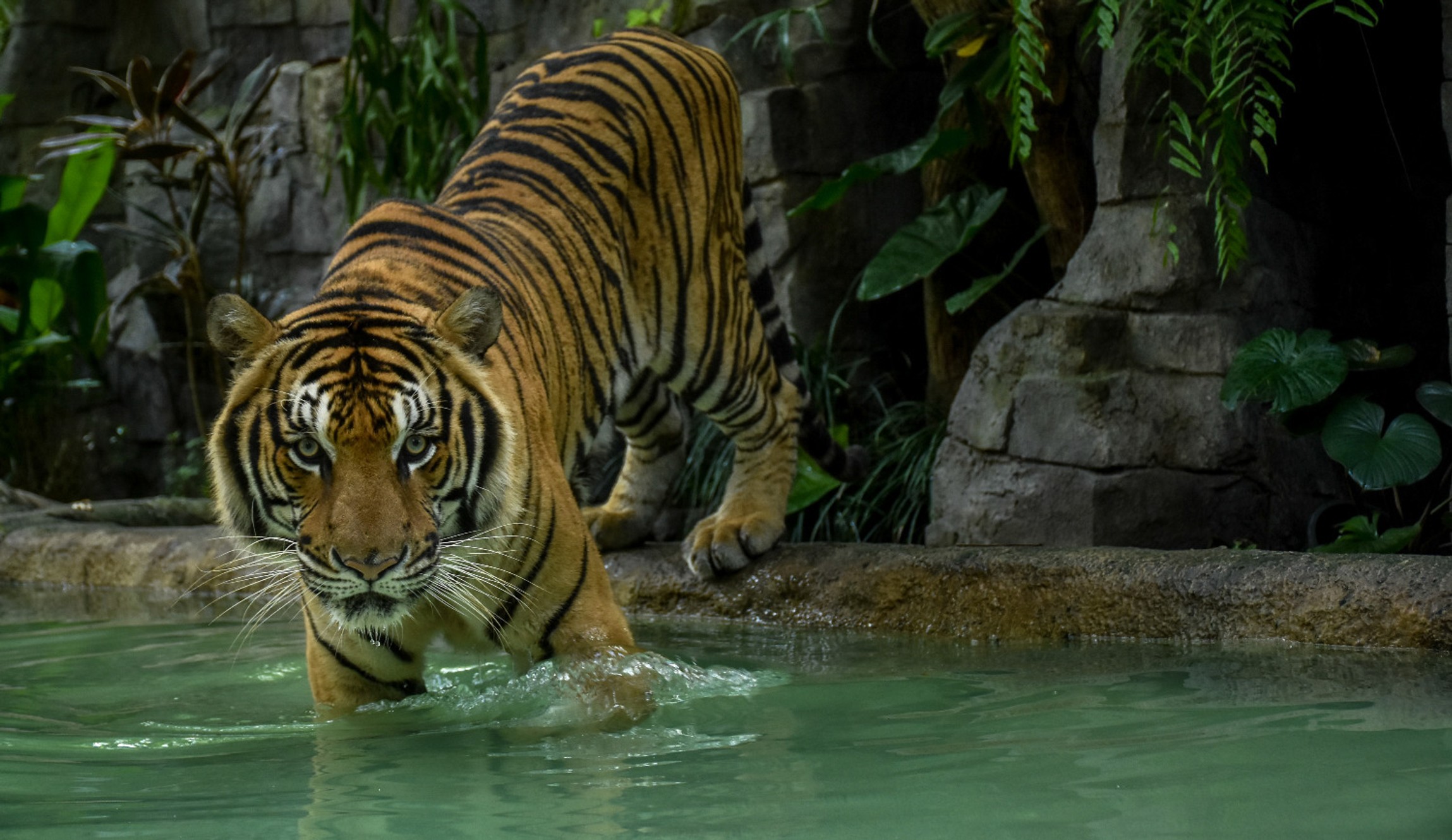 Nak bermesra dengan harimau? Jom ke Tiger Kingdom! - Raja Cuti